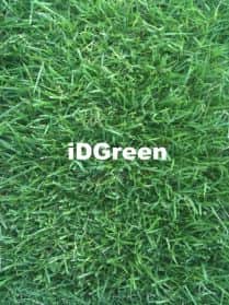 gazon zoysia japonica zenith